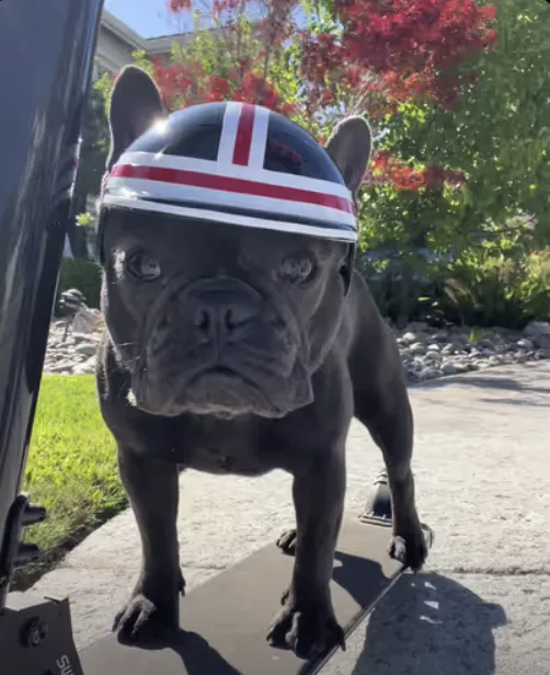 Electric Scooter Anyone? Remember, Your Pets Must Have Fun Too !